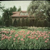 Tulips and Garage of M. B. Nelson