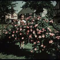 Margaret Ryan with Climbing Roses