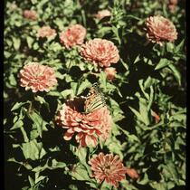 Zinnias and Butterfly